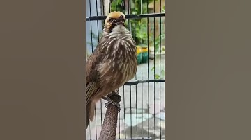CUCAK ROWO DOWO BUNTUTE‼️BURUNG CUCAK ROWO GACOR SAUTAN #shorts