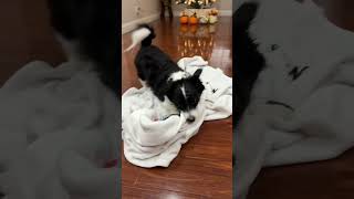 Penny Mart Is In The Testing Phase Of Launching Penny Dash