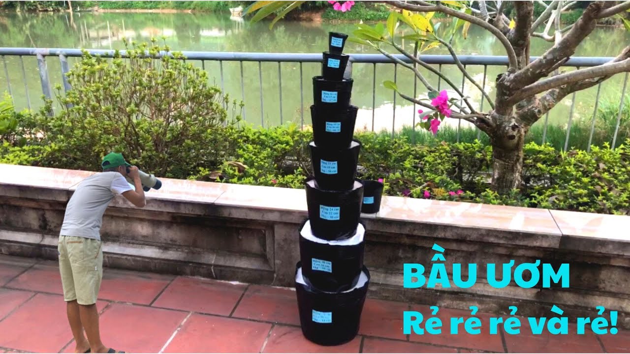 BẦU ƯƠM Rau Giống Giá Rẻ - Túi Bầu Trồng Cây Bằng Nhựa... - youtube