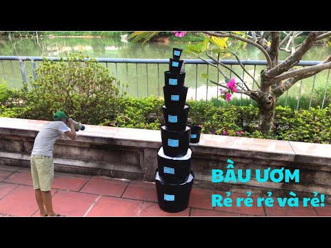 Video BẦU ƯƠM Rau Giống Giá Rẻ - Túi Bầu Trồng Cây Bằng Nhựa... - youtube