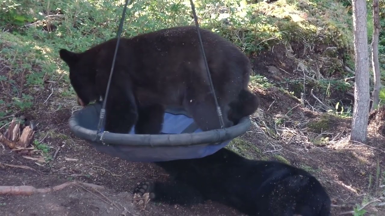 Alaskan Circus Bears
