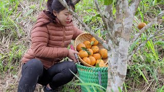 Linh picks oranges to sell. Dần at home, feed the chickens and ducks  Cook pig bran | Linh's Life