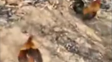 ต่อไก่ป่า, dib qaib qus tuaj zoo, 2021