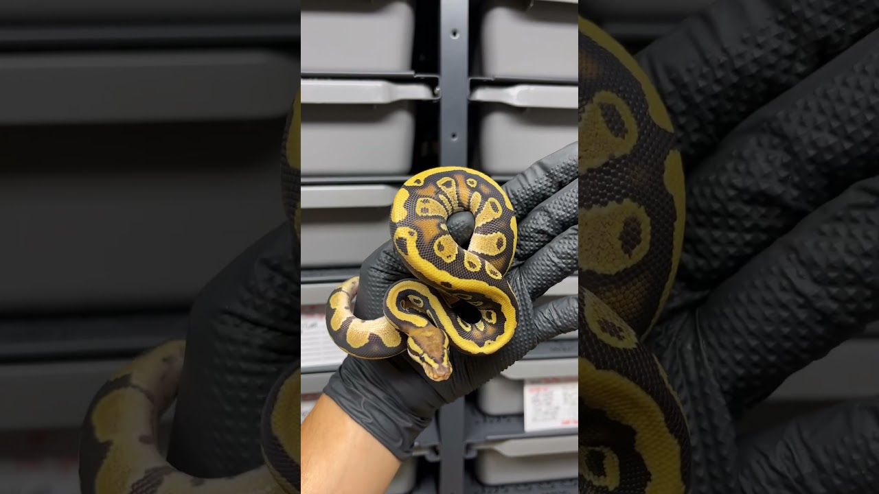 Więcej dostępnych na mojej stronie 💻 #snake #pytonkrólewski # #pythonregius #ballpython #forsale