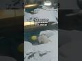 Polar bear enjoys winter weather at St. Louis Zoo