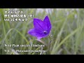 【タイムラプス】植物は動いている！時間を縮めて観察してみよう！（vol.16　キキョウ）