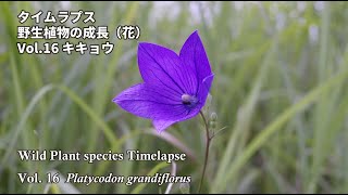 【タイムラプス】植物は動いている！時間を縮めて観察してみよう！（vol.16　キキョウ）