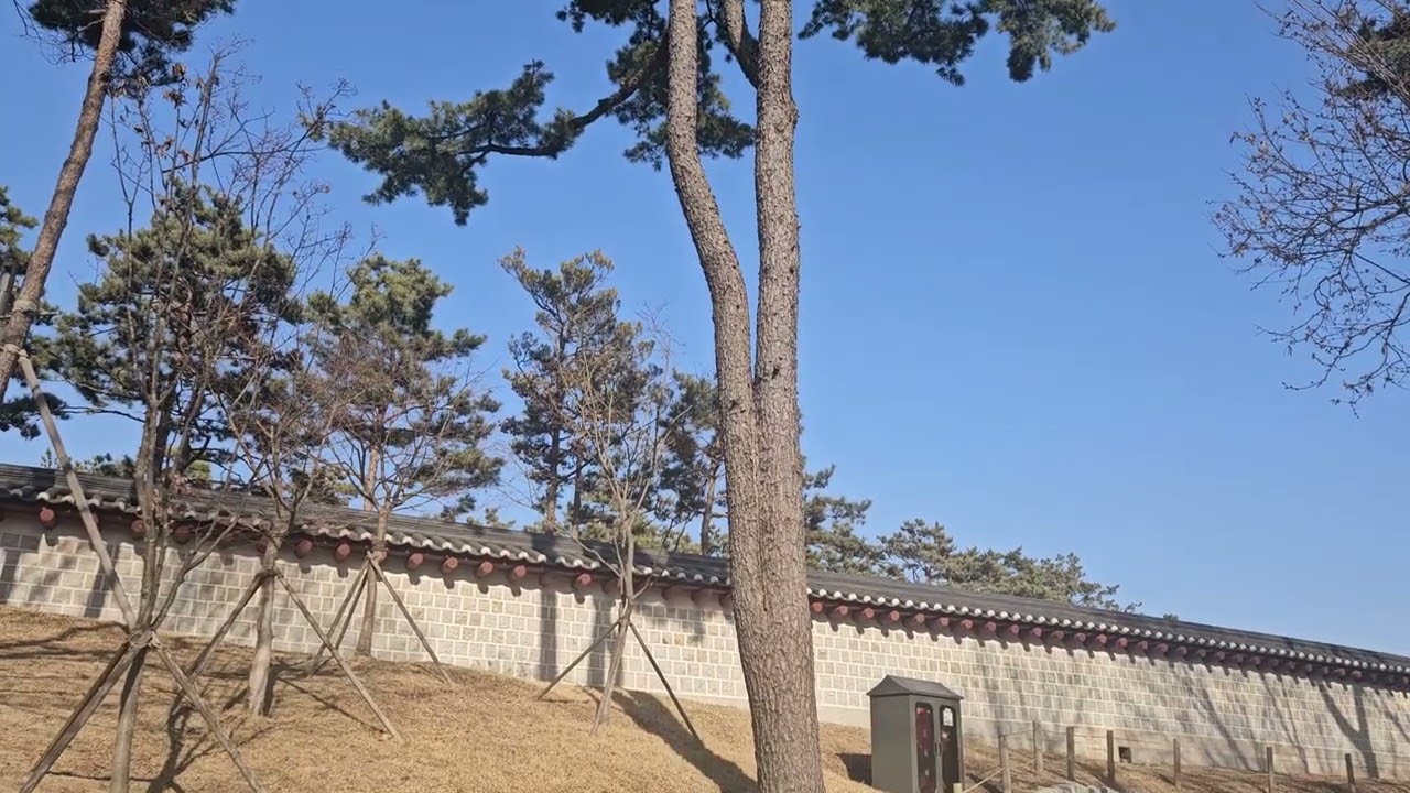 종묘(창경궁)[20260228]💖다음 춘하추동카페TV💖