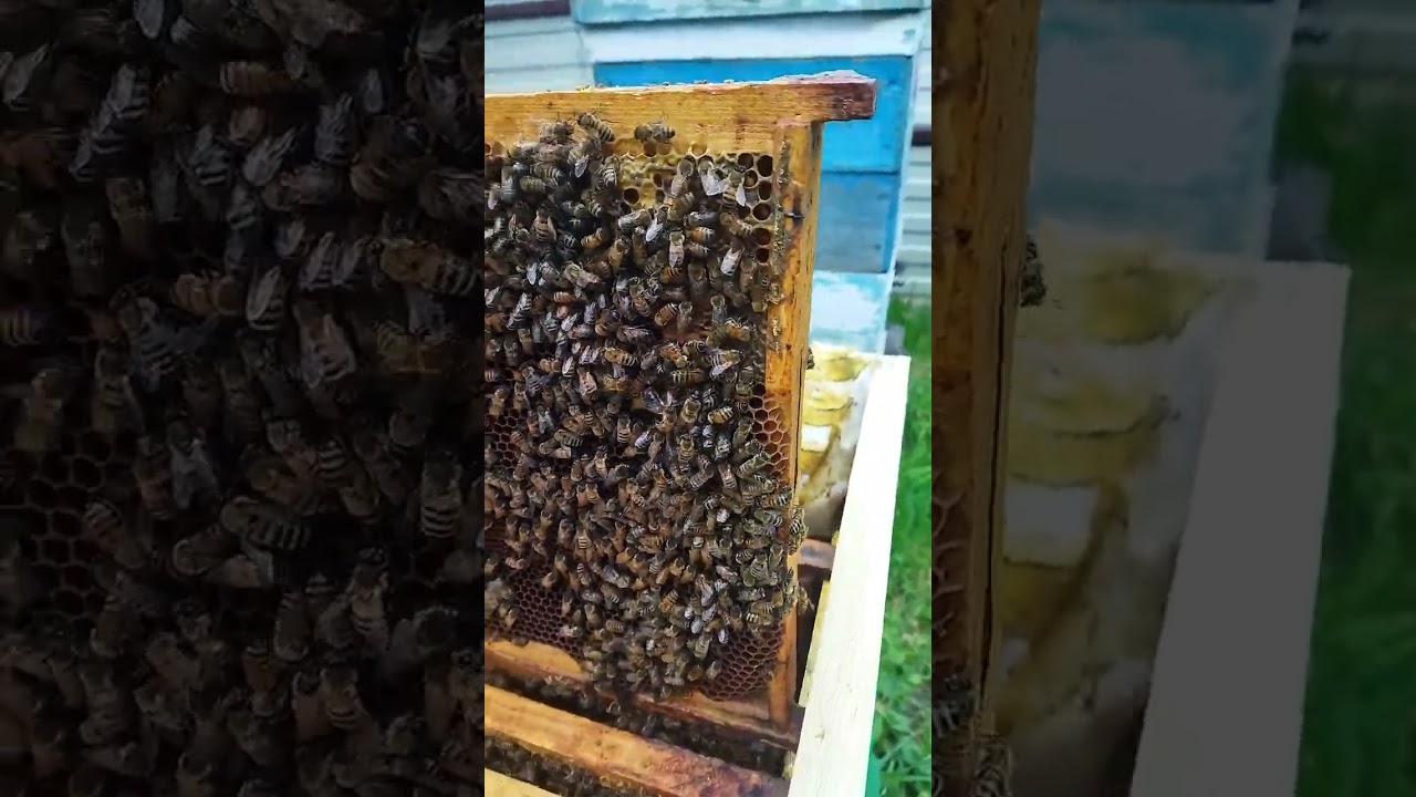 Материал от Сергея Соловьëва ИО В2   x В230