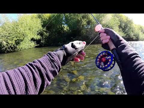 Ainda em "el árbol" de Chimehuin, uma boa arco-iris apareceu - 24 03 24