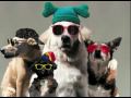 YOU'RE A GOOD DOG Video Song