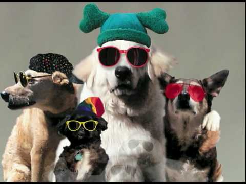 YOU'RE A GOOD DOG Video Song - YouTube