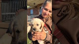 Angel and Zorro’s Litter of 9 Males!!