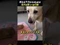 震える子犬たちのための 母犬の驚くべき行動
