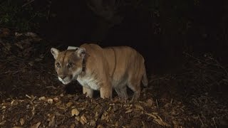 A Tale of Two Mountain Lions | SoCal Connected | KCET