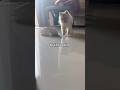 brain loading… still buffering 💀🐶#shorts #relatable #funny #memes #viral