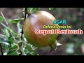 Cara Perawatan Delima Red Spanyol Agar Cepat Berbuah #part1