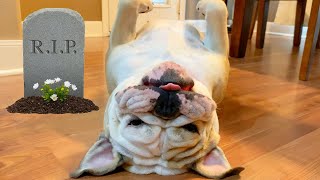 CUTE BullDOG PRETENDS to BE DEAD!