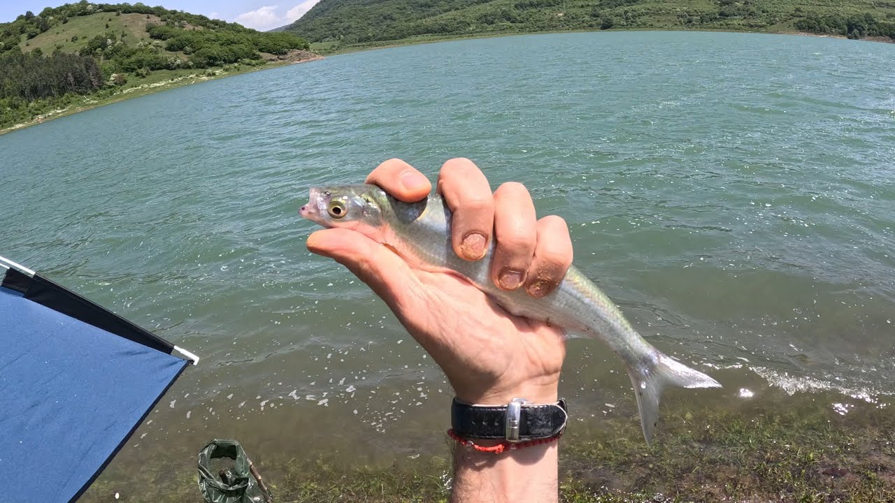 შამაიაზე თევზაობა სიონის წყალსაცავზე