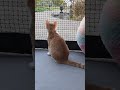 The Great Neighborhood Watch: Our Kitties  Daily Street Observation 🏙️