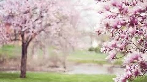 Essential Spring Home Maintenance Tips Spring Cleaning