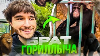 ХАЗЯЕВА УГАРАЮТ В ЗООПАРКЕ | ДАНИЛА ГОРИЛЛА ВСТРЕТИЛ БРАТА