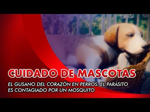 Video: Salud del corazón del animal doméstico y gusanos del corazón