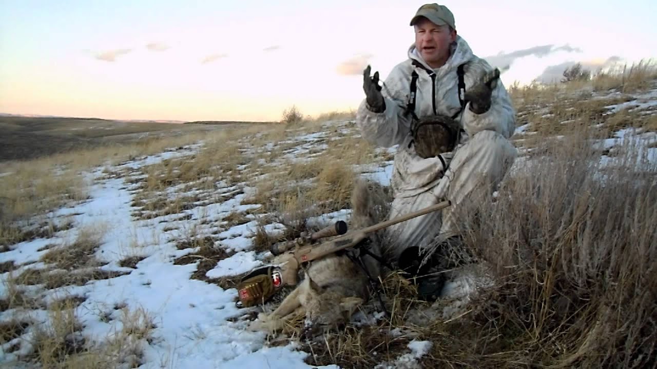 Late-Season Coyote Calling Tips - Coyote Hunting - Mark Kayser