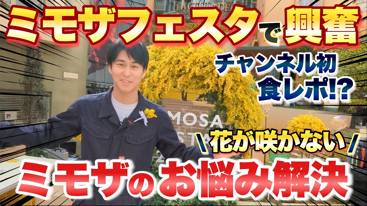ミモザです。 maxresdefault.jpg