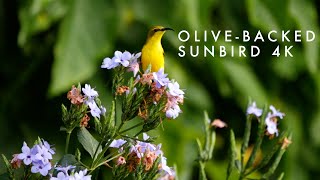 Olivebacked Sunbird (aka Garden Sunbird)  Birds of the Australian Rainforest