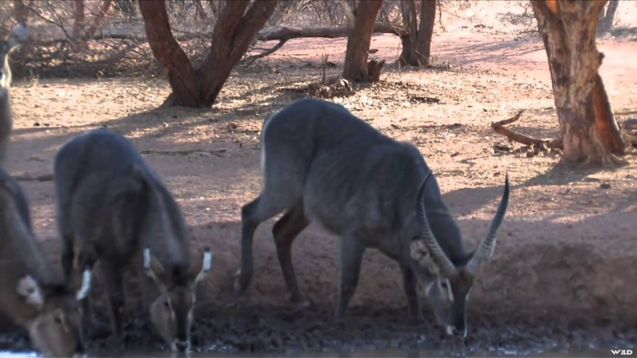 Outdoor Edge Love of the Hunt - Africa Part 1 
