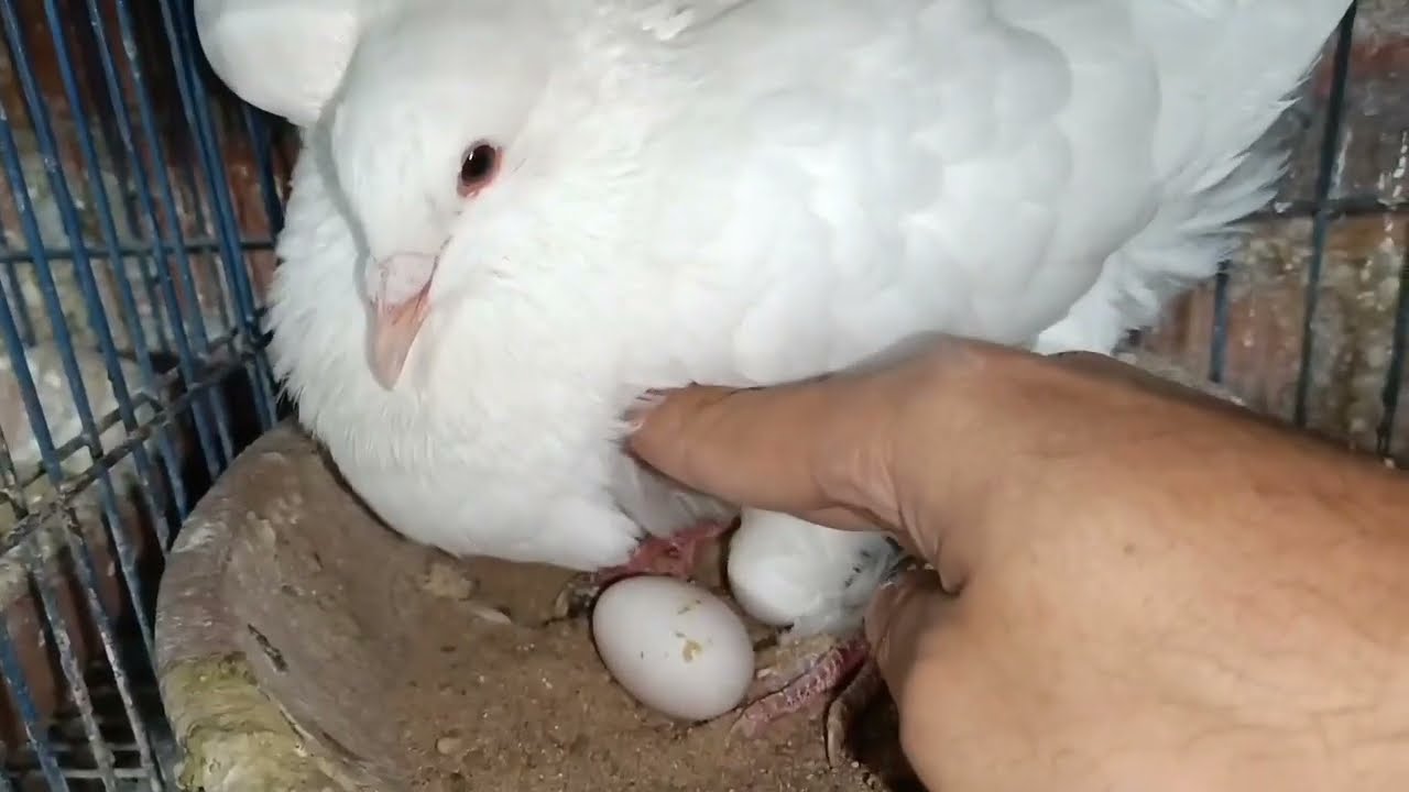 فوائد واهمية عشبة 🌿المورينجا للحمام وطريقة تقدمها