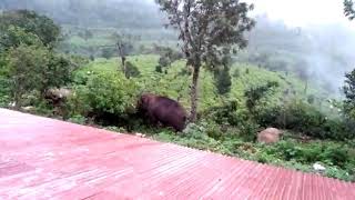 Elephant in Kerala munnar