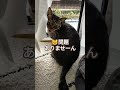 報告する猫 #ニャルソック #保護猫 #ねこ #ネコ #猫