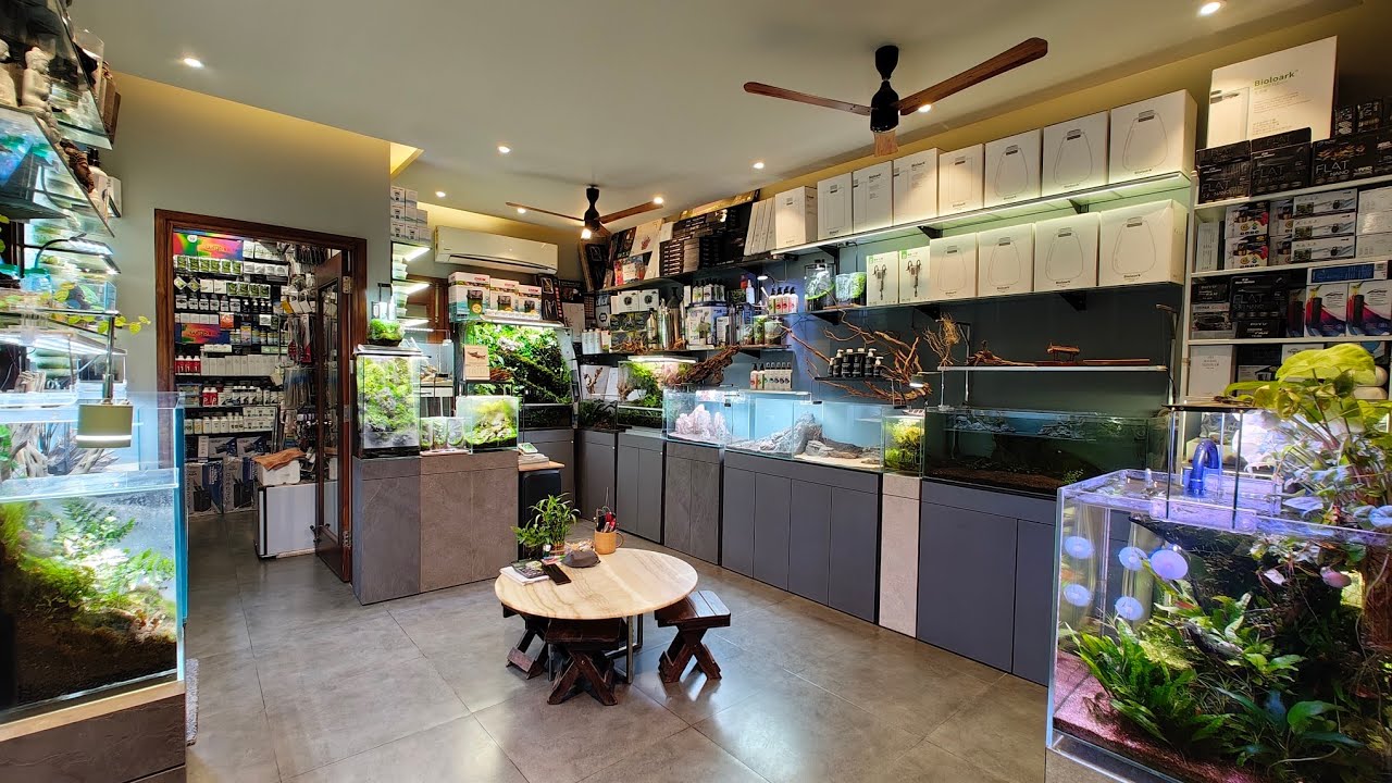 Green Aqua Delhi Best Aquarium Gallery For Planted Aquariums | Aquarium/Plants/Aquarium Accessories