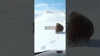 This Bear Had Enough