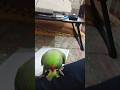 मिट्ठू ने की मेरी नकल 🤣 #mithu #mithuvlogs  #parrot #mithukizuban #birds #talkingmitthu #funny