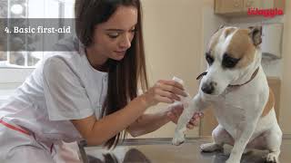 5 simple pet safety tips