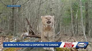3 men plead guilty to killing 41 bobcats in NH, exporting them to Canada
