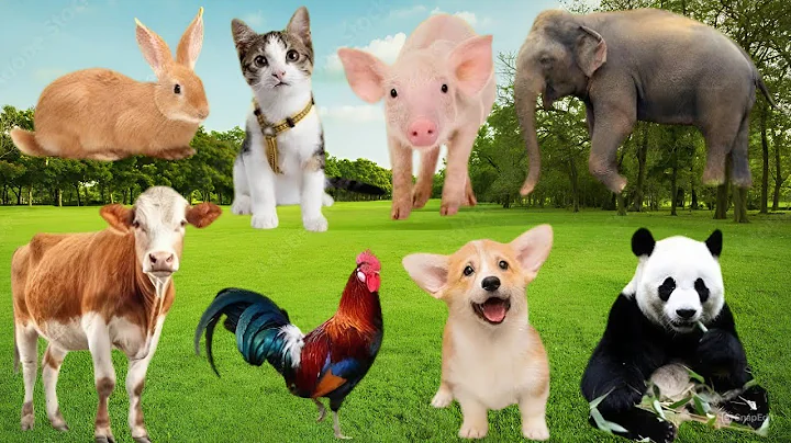Cute Animals: Sheep, Goat, Cow, Chicken, Rabbit, Pig, Duck, Buffalo & Parrot - Lovely Animal Video