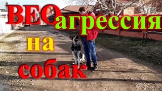 Восточо европейская овчарка агрессия на собак что делать