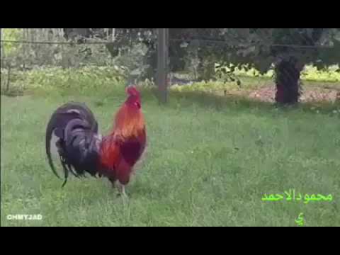 صباح الخير ديك بصوت عالي 