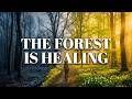 Stress Melts Away | Deep Forest Meditation for Restless Minds