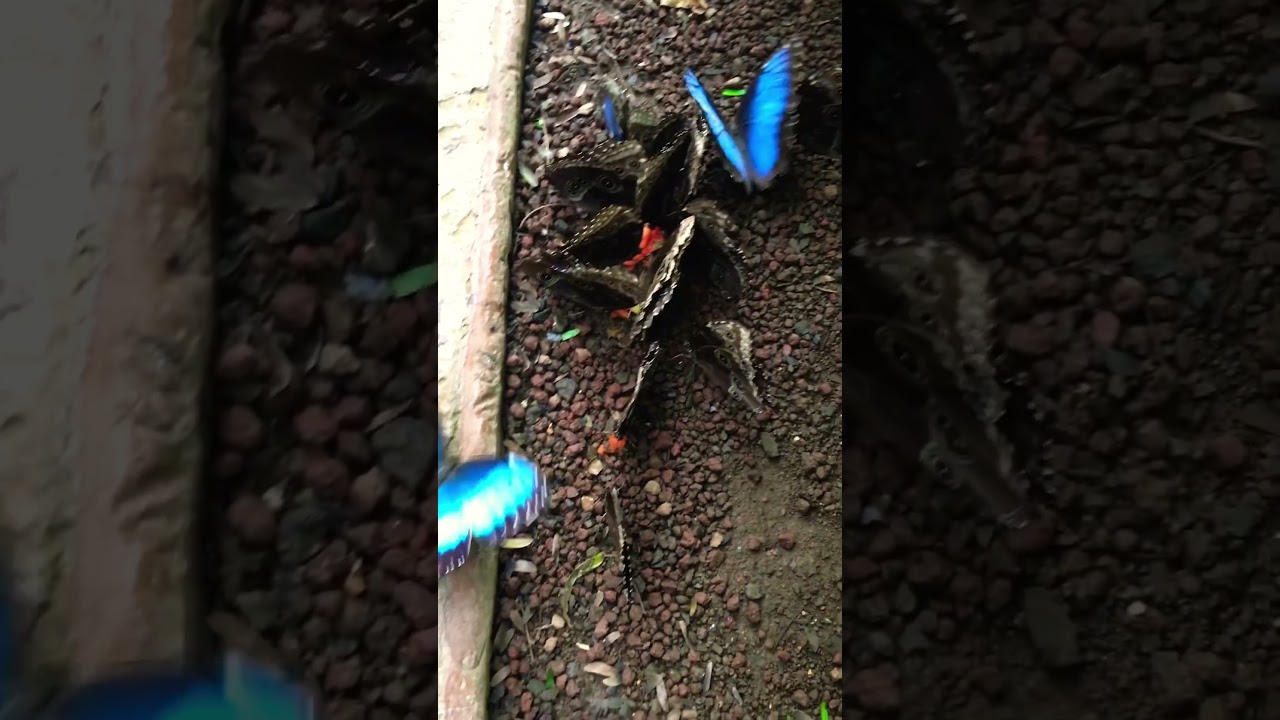 🦋 Blue Morpho Butterflies in Costa Rica 