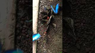 🦋 Blue Morpho Butterflies in Costa Rica #travel #puravida #costarica #bluemorpho #nature #wanderer