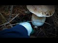 Foraging: Huge Porcini (Boletus edulis)! Adelaide Hills | Wild Mushroom Hunting 2021
