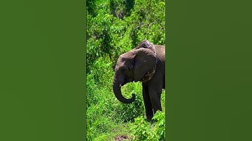 Giant python is wrapping itself around an elephant#Elephant  #GiantPython#Wildlife #shortvideo#Snake