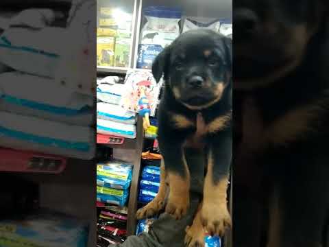 Kci Approved Rottweiler Pup At 7352994017 In Patna Youtube