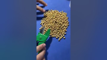 Classificação Vegetal - SOJA - Passo a passo