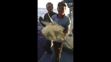 Giải cứu chú rùa mắc lưới, thả về biển